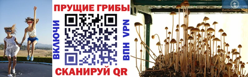 Купить  Балахна  Галлюциногенные грибы Cubensis 